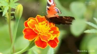 鲜艳的蝴蝶在花上采集花蜜